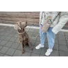 PALOPA 2-in-1 pudelihoidja ja maiusekott Boudi taupe