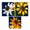 Mould King Sunflower Potted 24111 Ehitusklotside Komplekt (854 tükki)