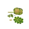 TREFL GRY Family Game – In the Orchard - Trefl 02950