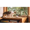 PETLIBRO Scout nutikas AI lemmikloomakaamera 1080p Full HD kahesuunalise heliga, öövaatlusega, liikumis- ja helituvastusega, 130° lainurk, Wi-Fi, MicroSD/pilvesalvestus, valge