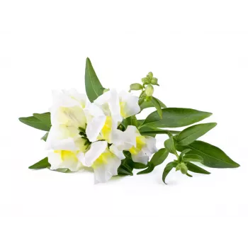 Click & Grow Smart Garden täienduspakett, 3 taimekapslit (SGR78X3)