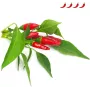 Click & Grow Piri Piri tšillipipra taimekapslid Smart Garden aiale, 3 tk (SGR67X3)
