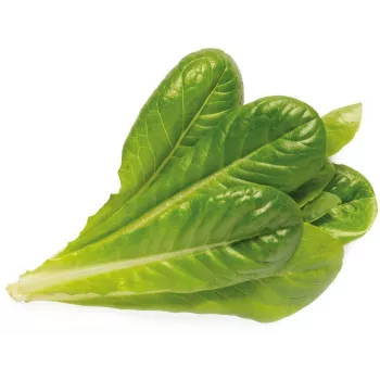 Click & Grow SGR50X3 Salati taimede kaunad (3-pakk)