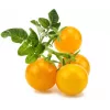 Click and Grow Smart Garden Refill 3-p Mini Tomati taimede kapslid