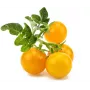 Click and Grow Smart Garden Refill 3-p Mini Tomati taimede kapslid