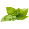 Click & Grow sidrunbasiiliku taimekapslid Smart Garden aiale, 3 tk (SGR76X3)
