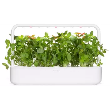 Click & Grow sidrunbasiiliku taimekapslid Smart Garden aiale, 3 tk (SGR76X3)