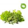 Click & Grow praemaitsetaimede segu taimekapslid Smart Garden aiale, 9 tk (PPMSSX9)