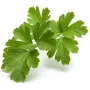 Click & Grow SGR68x3 Petersilie taimekaunad (3-pakk)
