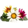 Click & Grow gatsaania taimekapslid Smart Garden aiale, 3 tk (SGR92X3)