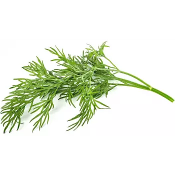 Click & Grow SGR49x3 tilli taimetüki täitekomplekt, 3 tk
