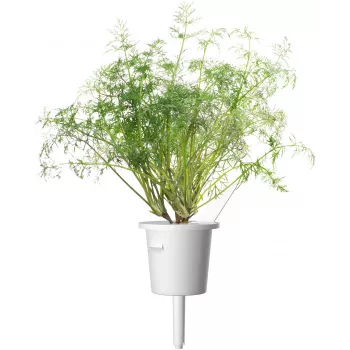 Click & Grow SGR49x3 tilli taimetüki täitekomplekt, 3 tk