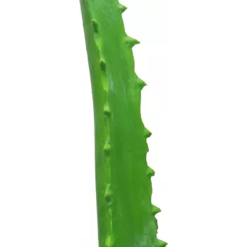 EUROPALMS Kunstlik Aloe Vera Taim Mustas Potis, 63cm 82809112