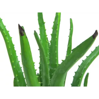 EUROPALMS Kunstlik Aloe Vera Taim Mustas Potis, 63cm 82809112