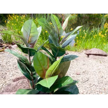EUROPALMS Kunstlik Kummipuu Taim 100cm, Realistlik Ficus elastica, Mustas Plastikust Potis 82508303