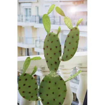 EUROPALMS lehtkaktuse kunsttaim, 75 cm 82600068