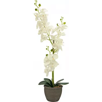EUROPALMS kunstlik orhidee, kreemjas, 80cm 82530361