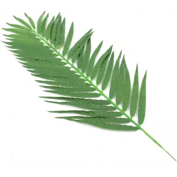 EUROPALMS Kunstlikud kookospalmi lehekesed, 90 cm, 12 tk, roheline 82509896