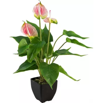 EUROPALMS Anthurium kunsttaim, valge-roosa, 60 cm 82540348