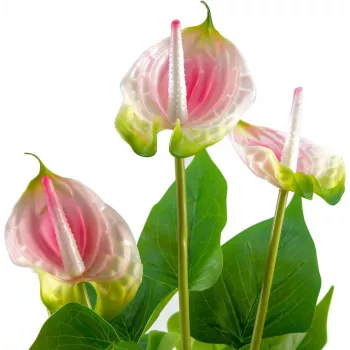 EUROPALMS Anthurium kunsttaim, valge-roosa, 60 cm 82540348