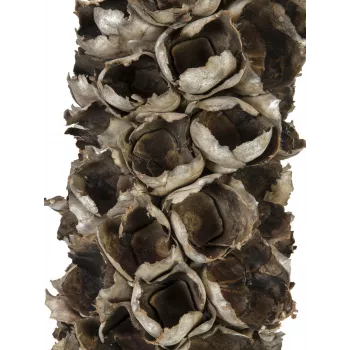 EUROPALMS Cacho Coco kunstlik kookospalm, 120–190 cm, päris puust tüvi, 12 lehte, siseruumidesse 83502349
