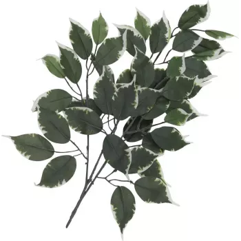 EUROPALMS Kunstlik Fikusepuu Oks, 12-osaline Komplekt, 60 cm, Roheline 82506100