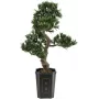 EUROPALMS Bonsai Podocarpus kunsttaim, 80cm 82600116