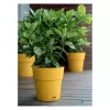 STEFANPLAST Ethica lillepott koos alusega Ø40x39cm sinepikollane