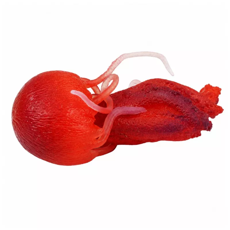 LEAN TOYS Meduus Kummist Kujuke Venitatav Realistlik Mereelukas 9 cm
